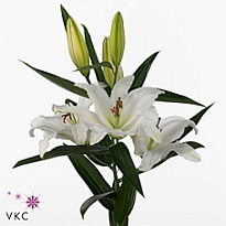 Лилия or. Castellani 4/5+ 10шт