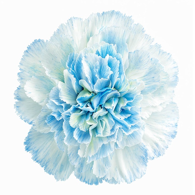 Гвоздика крашен. Elite Flower Nymp дл.FANCY 25шт