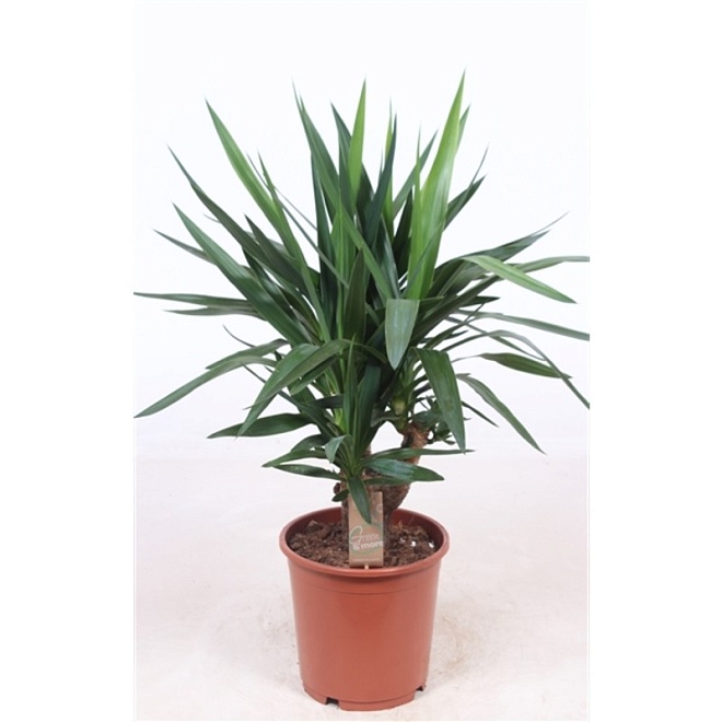 Юкка 2Д d21 h80 1шт