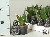 Сансевиерия Трифасциата Будда (керамика пот) d13 h20 10шт