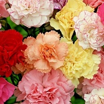 Гвоздика M J Mix дл.STANDARD 25шт