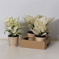 Аглаонема Вайт Бьюти d12 h30 4шт