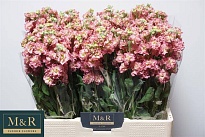 Маттиола Antique Pink 10шт