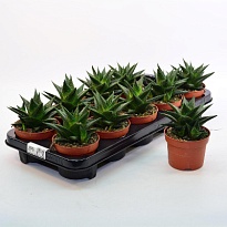 Хавортия d11 h15 8шт