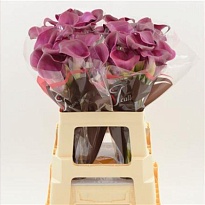 Калла Sumatra дл.60 10шт