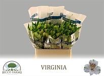 Альстромерия Virginia White 10шт