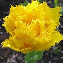 Тюльпан Мон Амур бахр.11/12 3шт в сетке 