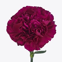 Гвоздика Yukari Violet 20шт