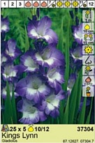 Гладиолус Кингс Лин 10/12 5шт*