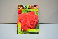 Тюльпан Лион Кинг бахр.11/12 3шт в сетке