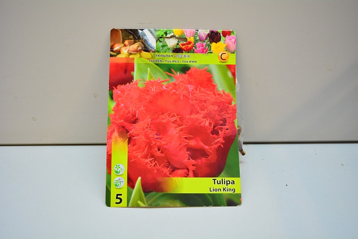 Тюльпан Лион Кинг бахр.11/12 3шт в сетке