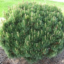 Сосна (Pinus) горная Гном 3л h20-25 1шт