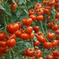 Томат Дебют d9 (А) 1шт