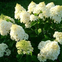 Гортензия (Hydrangea) метельчатая Сильвер Доллар d9 h25-35 18шт