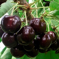 Черешня Ипуть/С 1шт