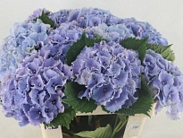 Гортензия Royal Sunset Blue дл.80 d20 1шт