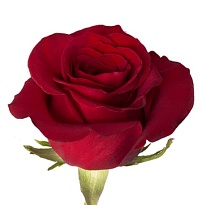 Роза Albra Roses Freedom дл.60 25шт