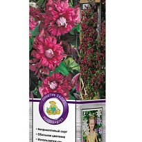 Клематис Пурпуреа Плена Элеганс витицелла./Цв.Кор