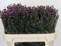 Астер Baby Pink 5шт