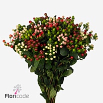 Гиперикум Coco Colours Mix 10шт