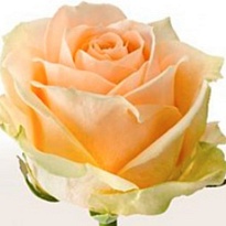 Роза Пич Аваланш одноголовая (МЦ) дл.70 15шт/уп