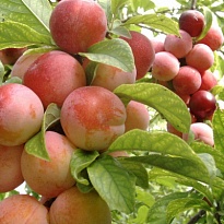 Слива Пересвет (ОКС) 1шт