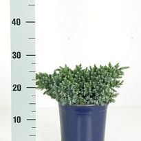 Можжевельник (Juniperus) чешуйчатый Блю Стар (KV) d17 h25-30 1шт