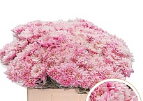 Хризантема кустовая Baltica крашеная Pink 5шт