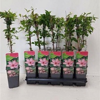 Клематис (Clematis) Хагли Гибрид d14 h60 10шт