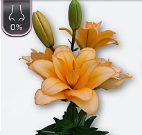 Лилия or. Twinny Peach 5+ 10шт