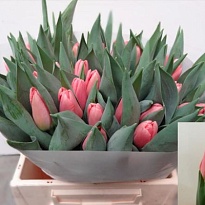 Тюльпан Maskovri 50шт