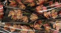 Орхидея Cymbidium Pink Reynella дл.50 1шт