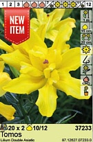 Лилия Томос аз. махр. 10/12 2шт*