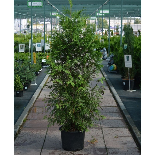 Туя (Thuja) западная Брабант 25л h170-190 1шт