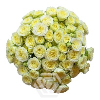 Роза куст. Tessa Cream Flow дл.50 10шт