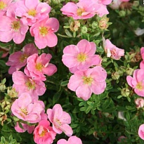 Лапчатка (Potentilla) куст. Пинк Квин d17 h20-30 1шт (СГ) 1шт