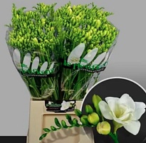 Фрезия Vivre 10шт