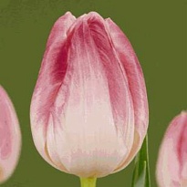 Тюльпан First Class 10шт