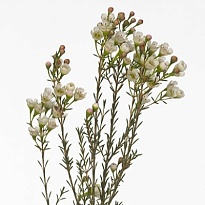 Хамелациум (waxfl) Mi Tal 5шт