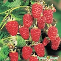 Малина Карамелька ремонтан./Цв.Кор 1шт