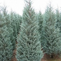 Можжевельник (Juniperus) скальный Мунглоу d9 h20 18шт