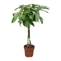 Пахира Твист стэм d30 h170 1шт