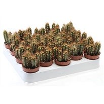 Кактус Неораймондия Герцога d5 h10 20шт