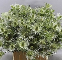 Эрингиум Lovely White-green 10шт
