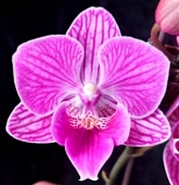 Орхидея Фален. Орсон 2ст d10 h40 10шт