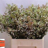 Хамелациум (waxfl) Blondie 5шт