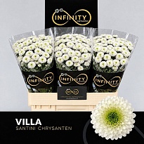 Хризантема сантини Villa 25шт