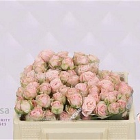 Роза кустовая Bombastic дл.30 10шт