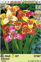 Тигридия микс 5/7 5шт*