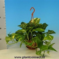 Эпипремнум Ауреум Ханг d15 h40 6шт